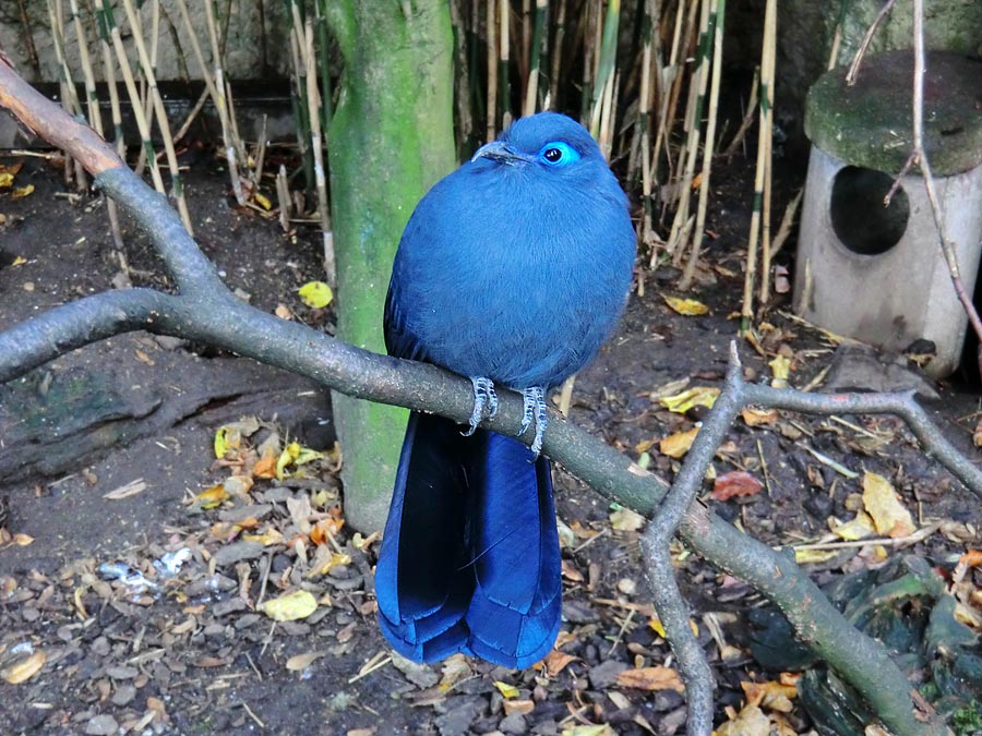 Blauer Seidenkuckuck im Wuppertaler Zoo im Oktober 2013