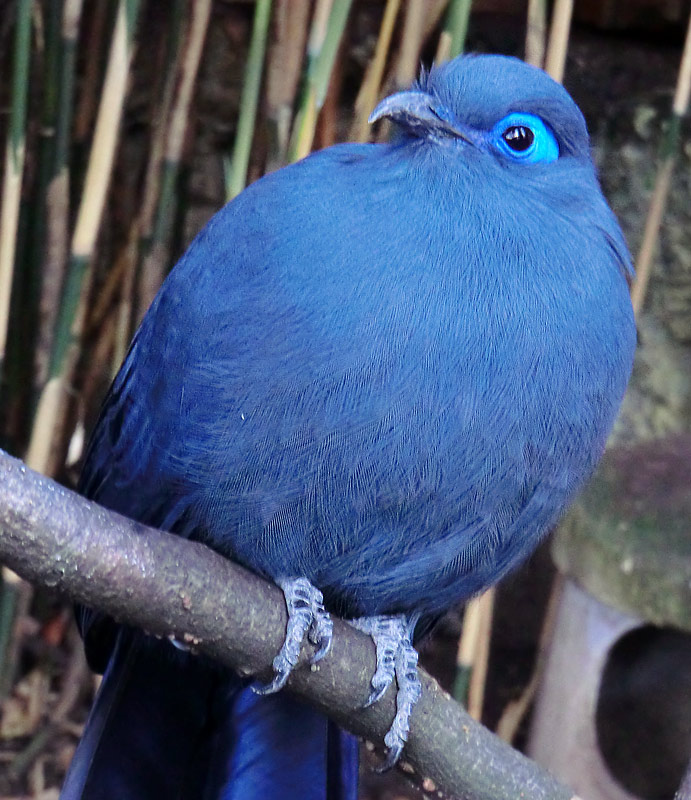 Blauer Seidenkuckuck im Wuppertaler Zoo im Oktober 2013