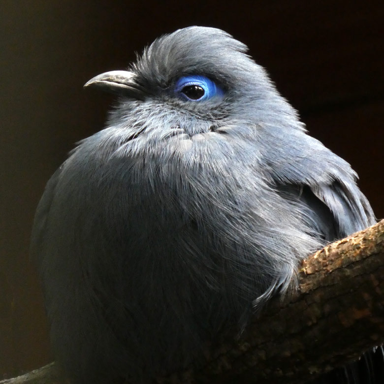 Blauer Seidenkuckuck am 14. Juli 2017 in der Madagaskar-Voliere im Zoologischen Garten Wuppertal