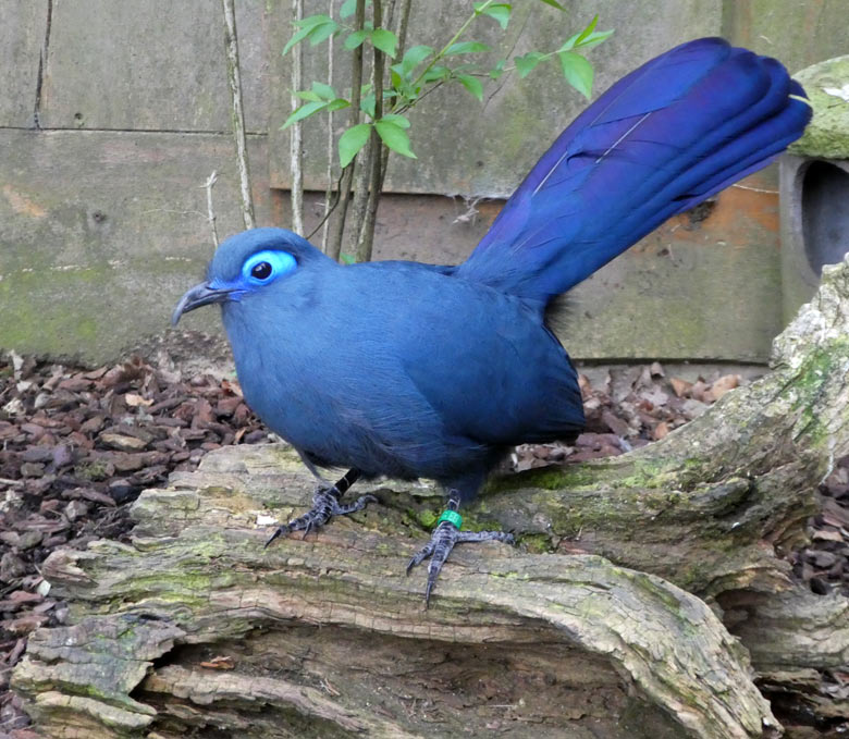 Blauer Seidenkuckuck am 13. April 2018 in der Außenvoliere im Grünen Zoo Wuppertal