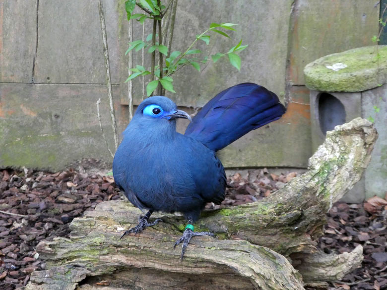 Blauer Seidenkuckuck am 13. April 2018 in der Außenvoliere im Zoo Wuppertal