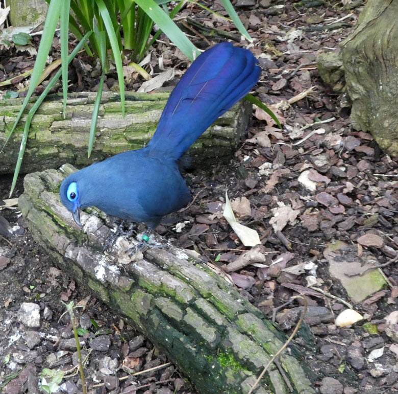 Blauer Seidenkuckuck am 13. April 2018 in der Außenvoliere im Zoologischen Garten Wuppertal