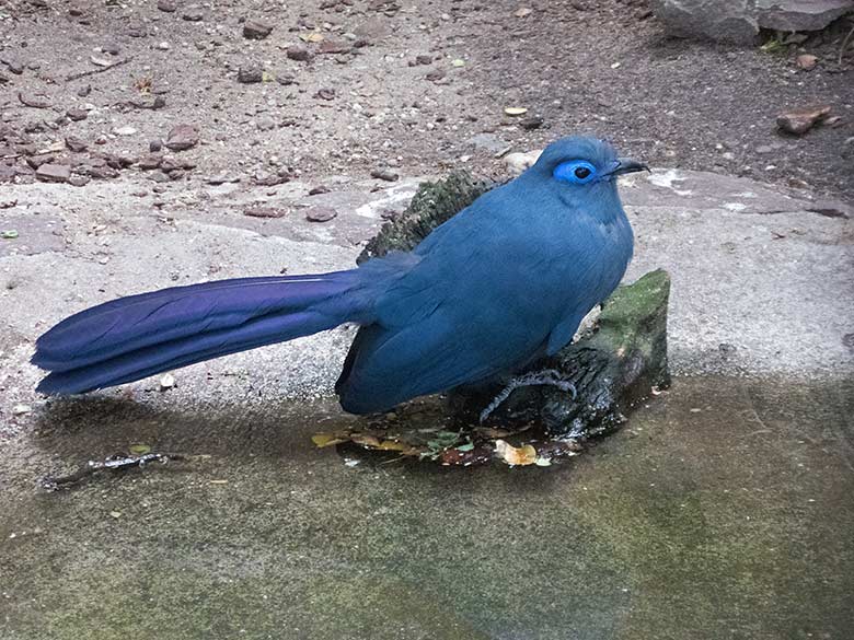 Blauer Seidenkuckuck am 1. August 2019 in der Madagaskar-Voliere im Grünen Zoo Wuppertal