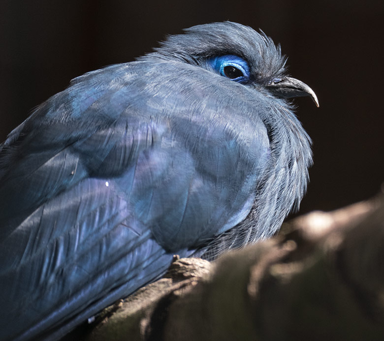 Blauer Seidenkuckuck am 29. August 2020 in einer Außenvoliere neben dem historischen Gebäude der Zoo-Direktion im Grünen Zoo Wuppertal