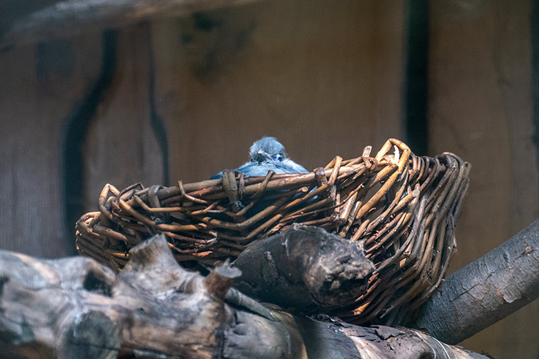 Blauer Seidenkuckuck am 12. September 2020 in der Madagaskar-Voliere im Zoo Wuppertal