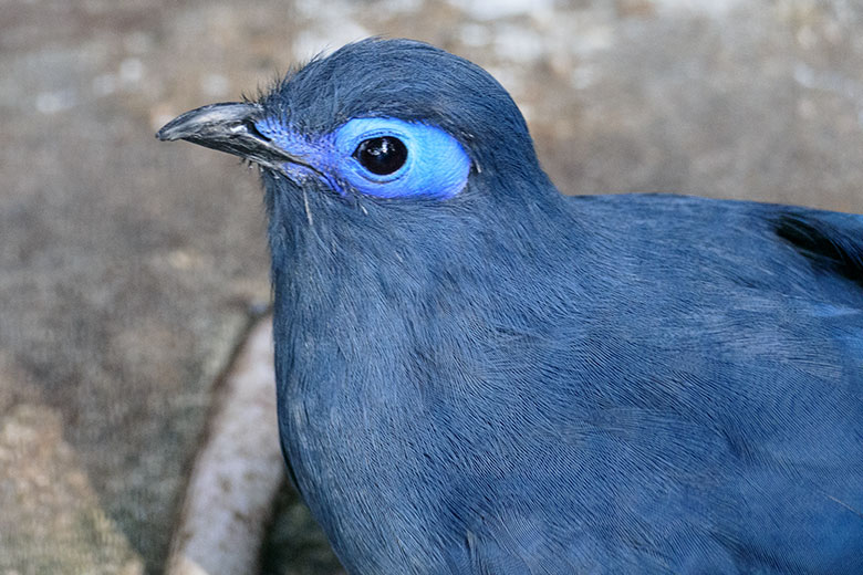 Blauer Seidenkuckuck am 21. September 2020 in der Madagaskar-Voliere im Zoologischen Garten Wuppertal