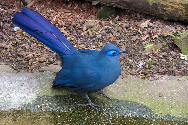 Blauer Seidenkuckuck am 17. April 2021 in der Madagaskar-Voliere neben dem historischen Gebäude der Zoo-Direktion im Wuppertaler Zoo