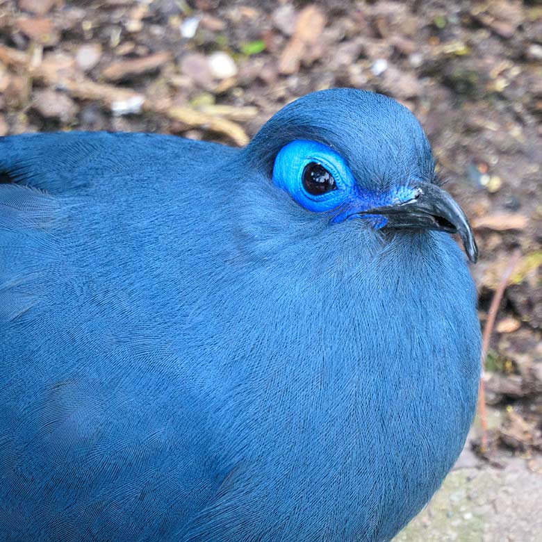 Blauer Seidenkuckuck am 17. April 2021 in der Madagaskar-Voliere neben dem historischen Gebäude der Zoo-Direktion im Grünen Zoo Wuppertal