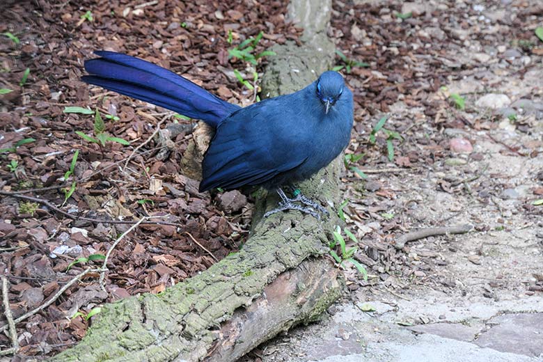 Blauer Seidenkuckuck am 3. Mai 2021 in der Madagaskar-Voliere neben dem historischen Gebäude der Zoo-Direktion im Zoologischen Garten Wuppertal