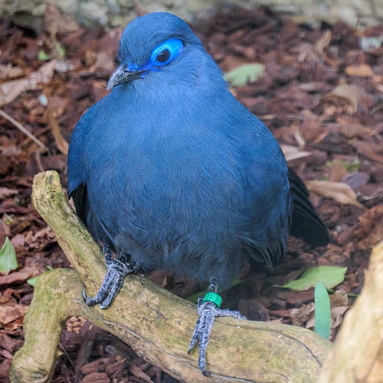 Blauer Seidenkuckuck am 3. Mai 2021 in der Madagaskar-Voliere neben dem historischen Gebäude der Zoo-Direktion im Grünen Zoo Wuppertal