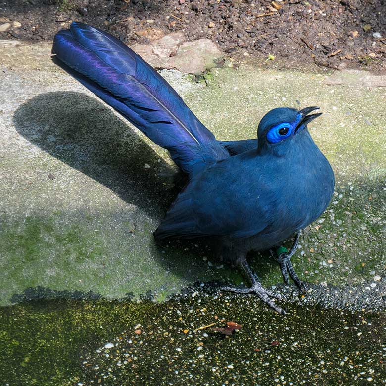 Blauer Seidenkuckuck FRIDOLIN am 29. Mai 2021 in der Madagaskar-Voliere im Zoologischen Garten Wuppertal