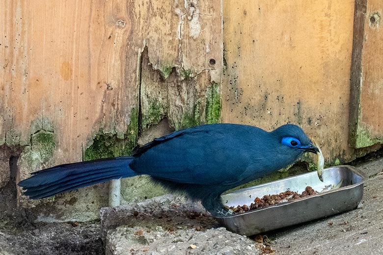 Blauer Seidenkuckuck mit Futterfisch am 3. Juni 2023 in der Madagaskar-Voliere im Grünen Zoo Wuppertal