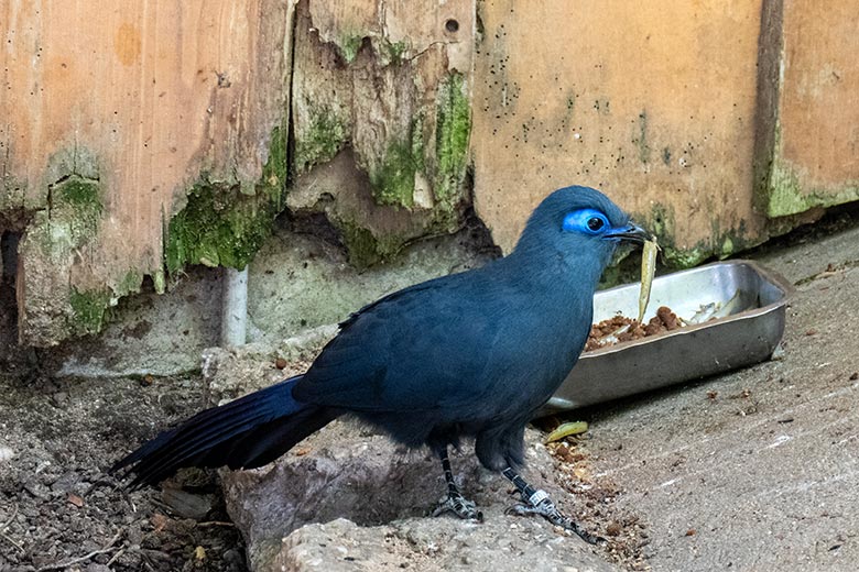 Blauer Seidenkuckuck mit Futterfisch am 3. Juni 2023 in der Madagaskar-Voliere im Wuppertaler Zoo