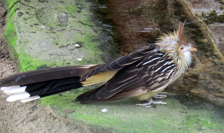 Guirakuckuck im Wuppertaler Zoo im März 2012