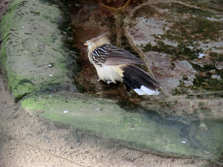 Guirakuckuck im Zoo Wuppertal im März 2012