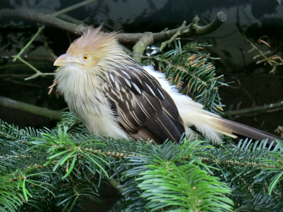 Guirakuckuck im Zoo Wuppertal im Juli 2012