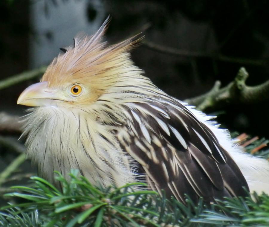 Guirakuckuck im Zoologischen Garten Wuppertal im Juli 2012