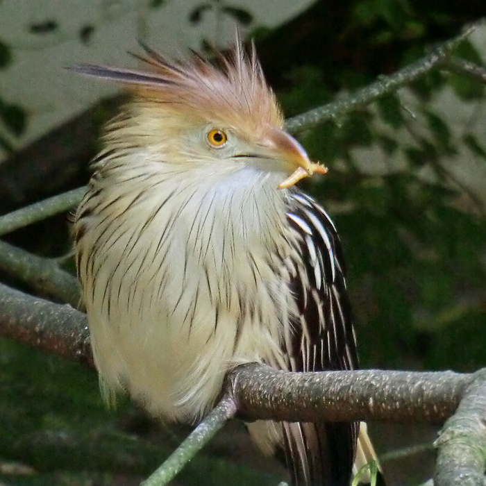 Guirakuckuck im Wuppertaler Zoo im Juli 2012