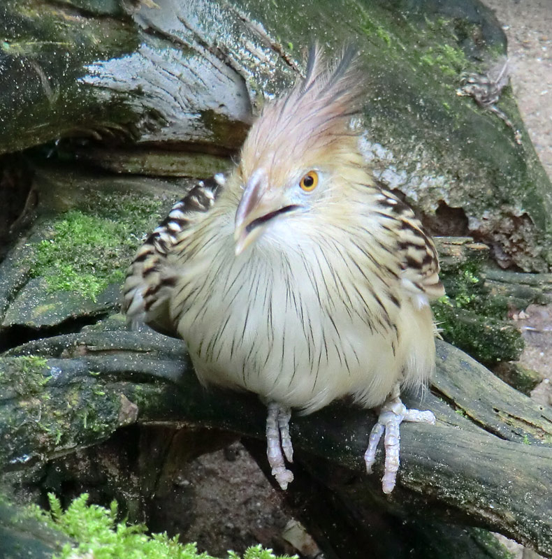 Guirakuckuck im Zoo Wuppertal im Juli 2012