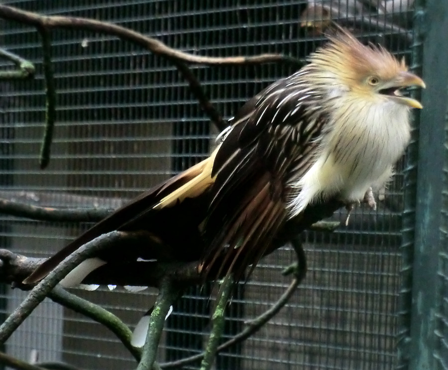 Guirakuckuck im Zoo Wuppertal im Juli 2012