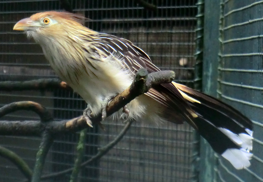 Guirakuckuck im Zoologischen Garten Wuppertal im Juli 2012