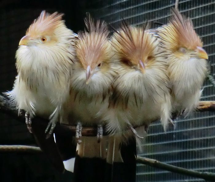 Guirakuckucke im Wuppertaler Zoo im Juli 2012