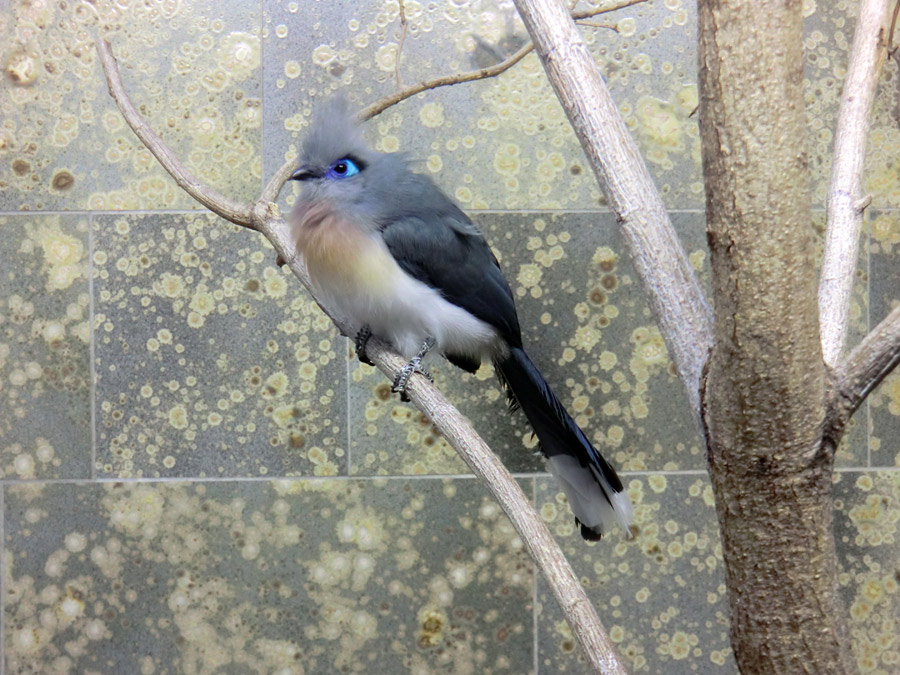 Hauben-Seidenkuckuck im Wuppertaler Zoo im Juli 2012