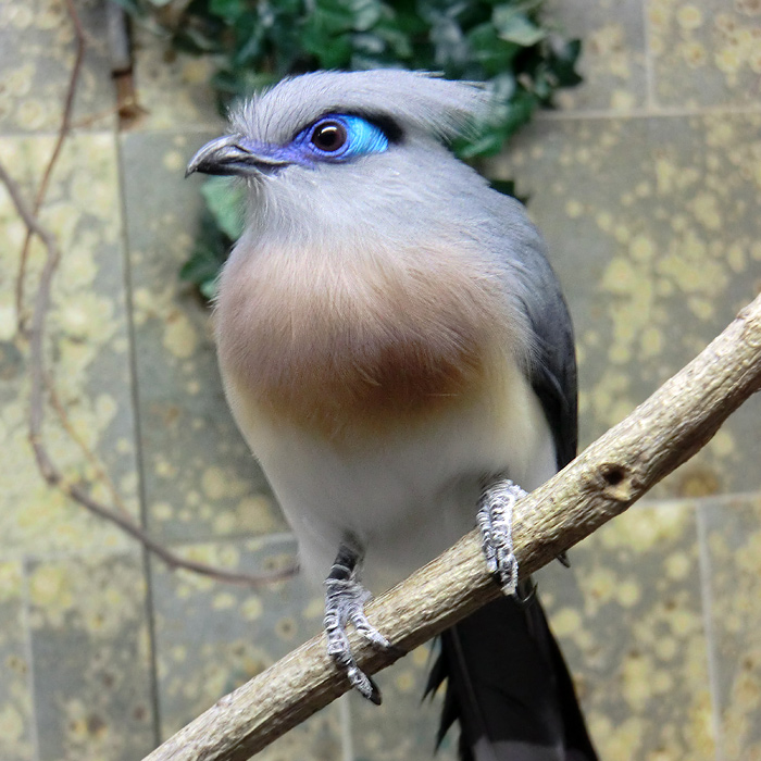 Hauben-Seidenkuckuck im Wuppertaler Zoo im Juli 2012