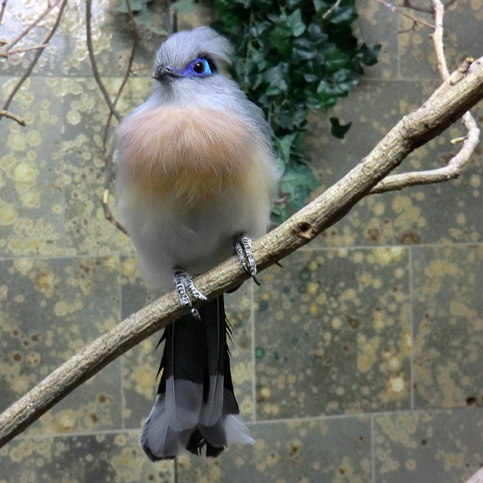 Hauben-Seidenkuckuck im Wuppertaler Zoo im Oktober 2012