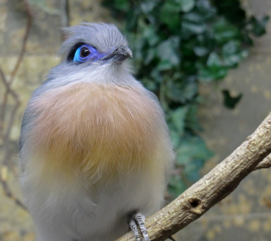 Hauben-Seidenkuckuck im Wuppertaler Zoo im Oktober 2012