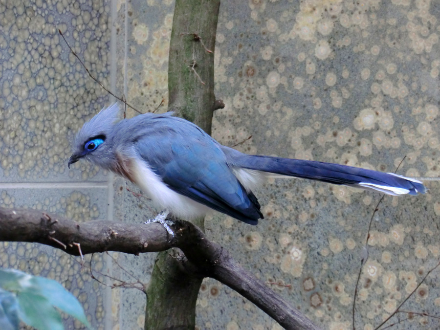 Hauben-Seidenkuckuck im Wuppertaler Zoo im April 2013