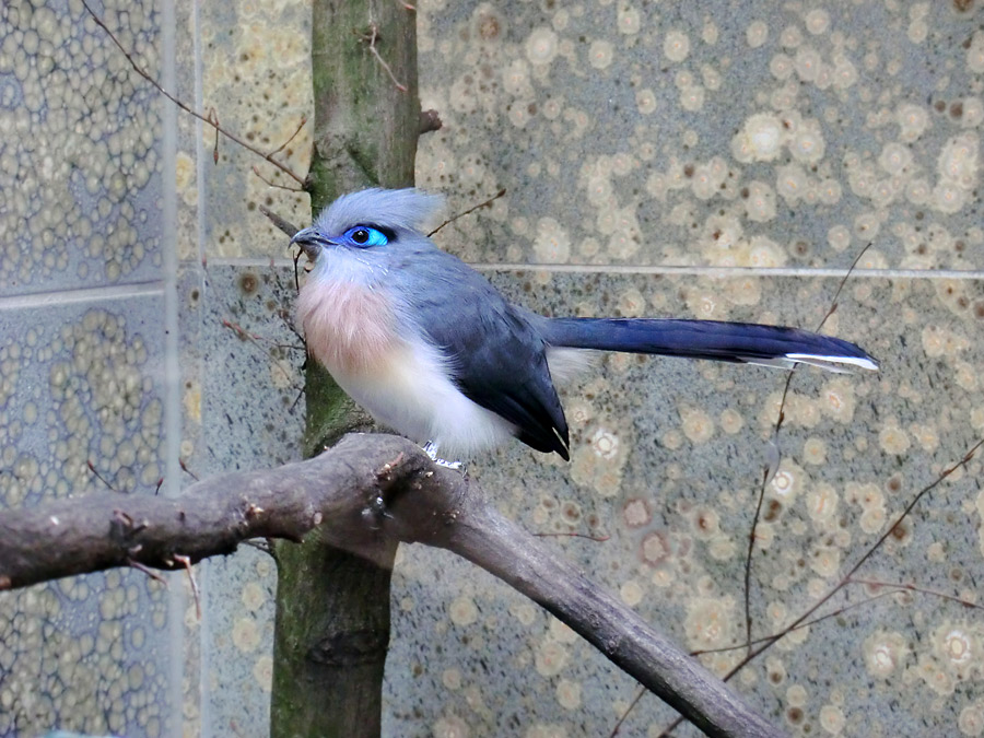 Hauben-Seidenkuckuck im Zoologischen Garten Wuppertal im April 2013