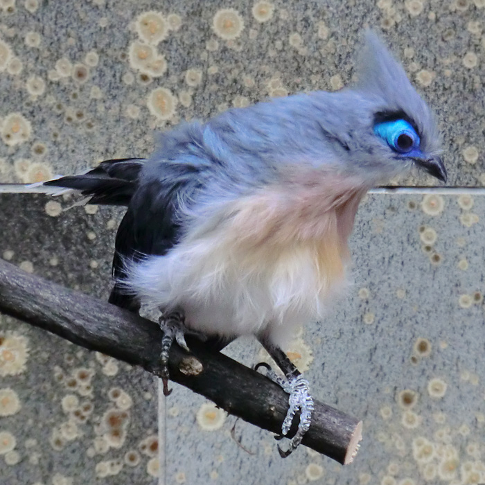 Hauben-Seidenkuckuck im Wuppertaler Zoo im April 2013