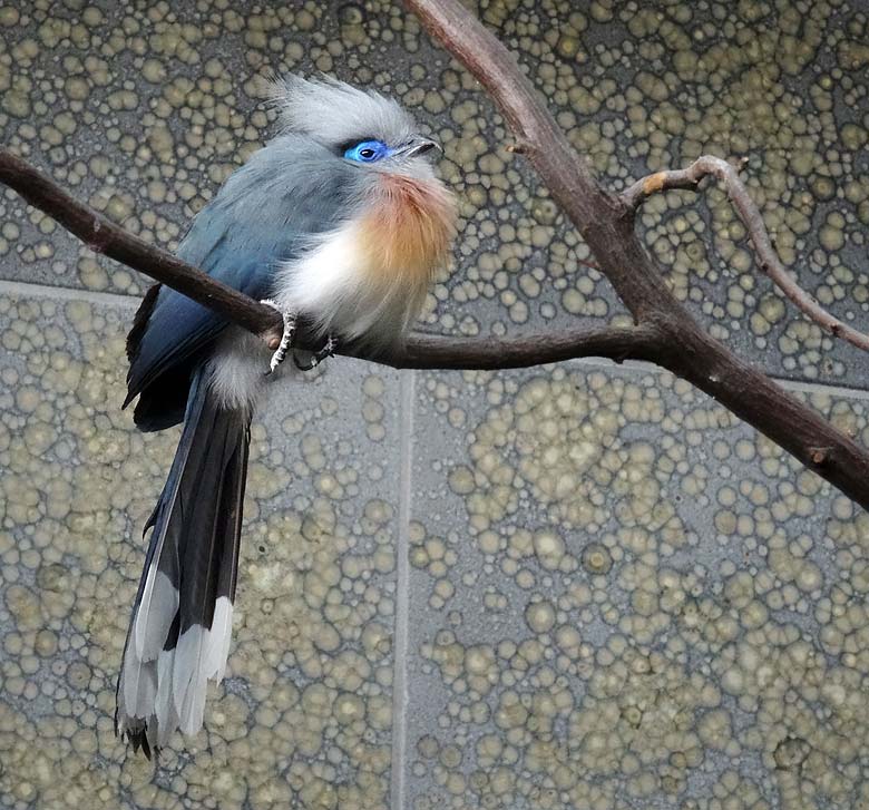 Hauben-Seidenkuckuck im Zoologischen Garten Wuppertal im Mai 2016