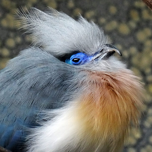 Hauben-Seidenkuckuck im Wuppertaler Zoo im Mai 2016