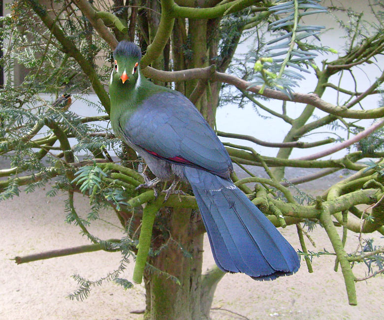 Weißohrturako im Zoologischen Garten Wuppertal im April 2009