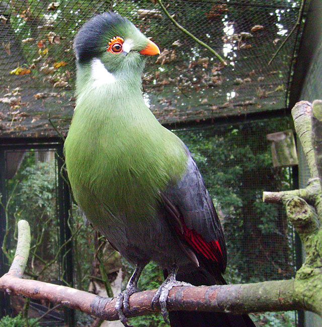 Weißohrturako im Wuppertaler Zoo im Oktober 2009