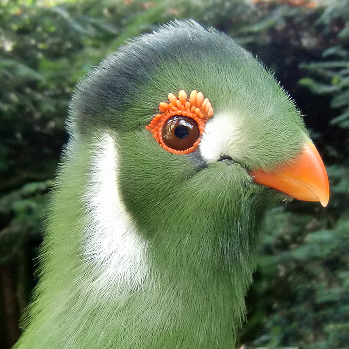 Weißohrturako im Wuppertaler Zoo im Juli 2010