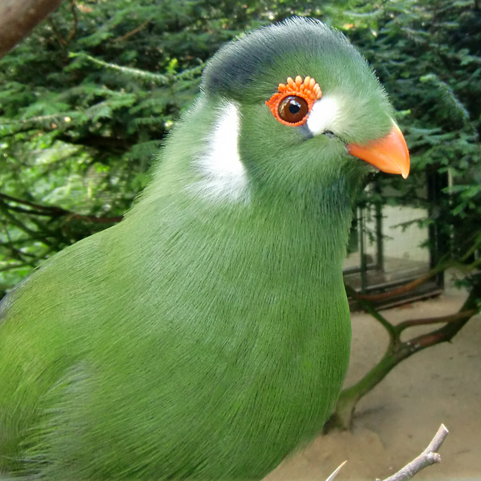 Weißohrturako im Wuppertaler Zoo im Juli 2010