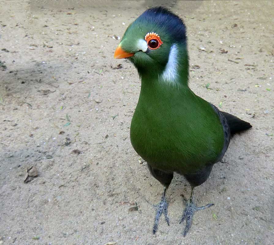 Weißohrturako im Zoo Wuppertal im April 2014