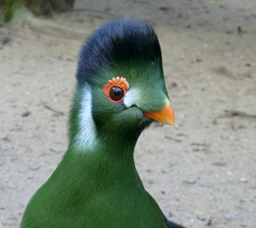 Weißohrturako im Zoologischen Garten Wuppertal im April 2014