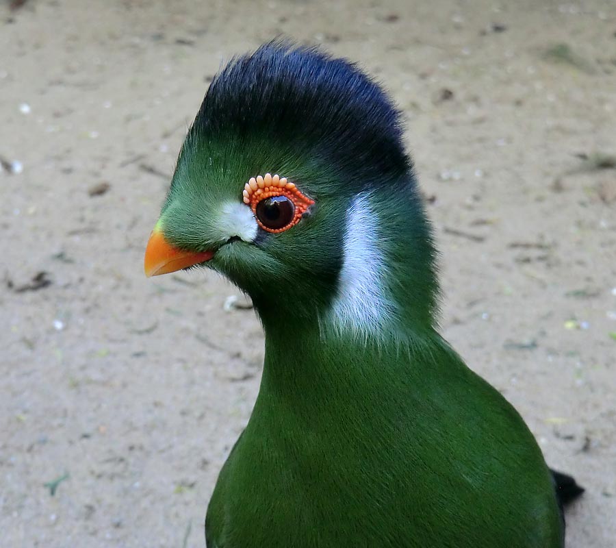 Weißohrturako im Wuppertaler Zoo im April 2014