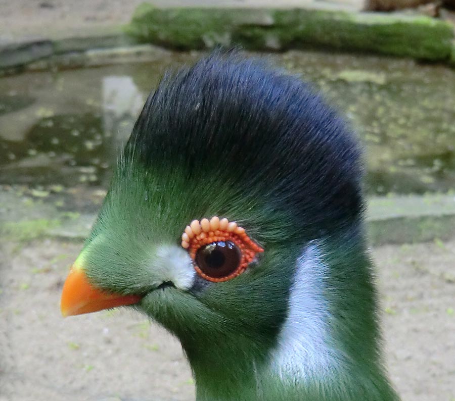 Weißohrturako im Wuppertaler Zoo im April 2014