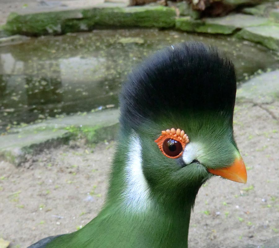 Weißohrturako im Zoo Wuppertal im April 2014