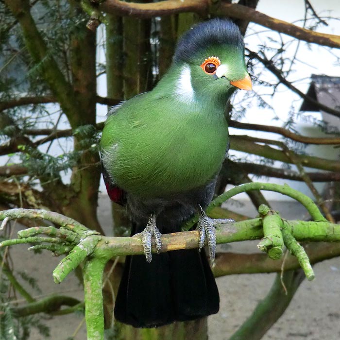 Weißohrturako im Wuppertaler Zoo im April 2014