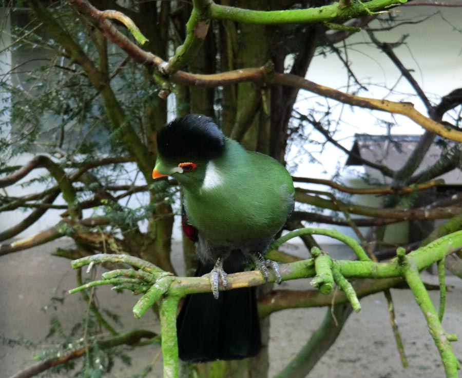 Weißohrturako im Zoologischen Garten Wuppertal im April 2014