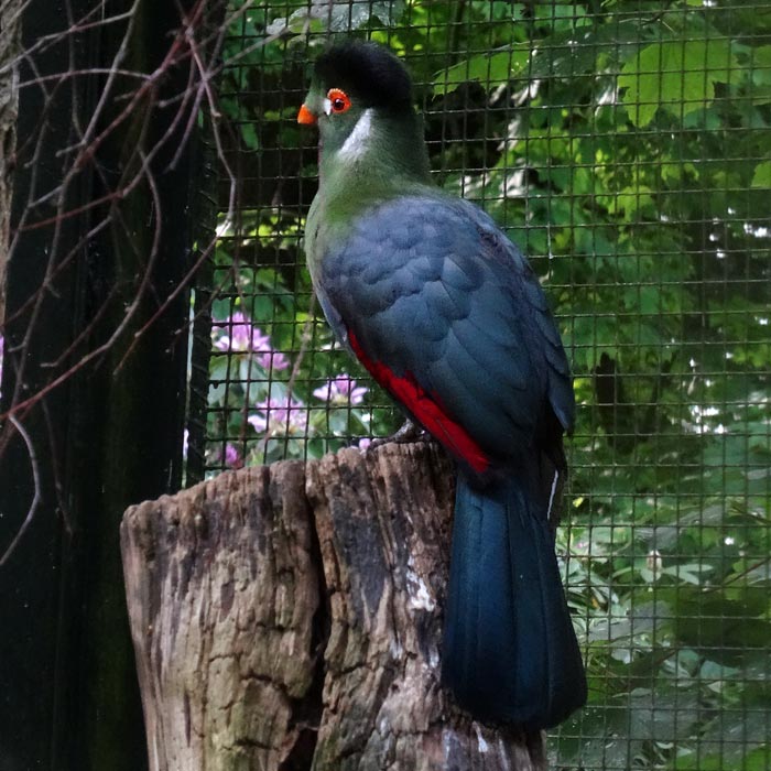 Weißohrturako im Wuppertaler Zoo im Mai 2015