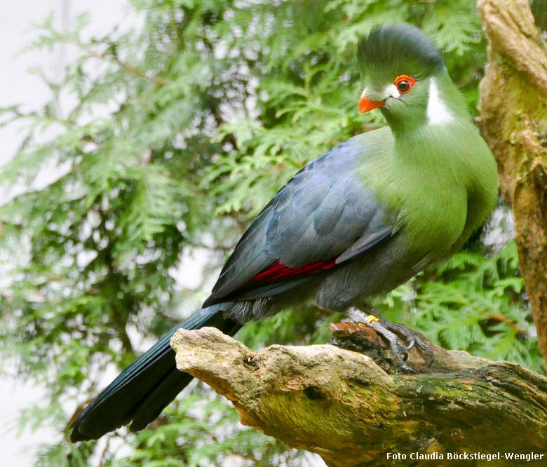 Weißohrturako am 6. Januar 2018 in der Außenvoliere am Vogelhaus im Grünen Zoo Wuppertal (Foto Claudia Böckstiegel-Wengler)