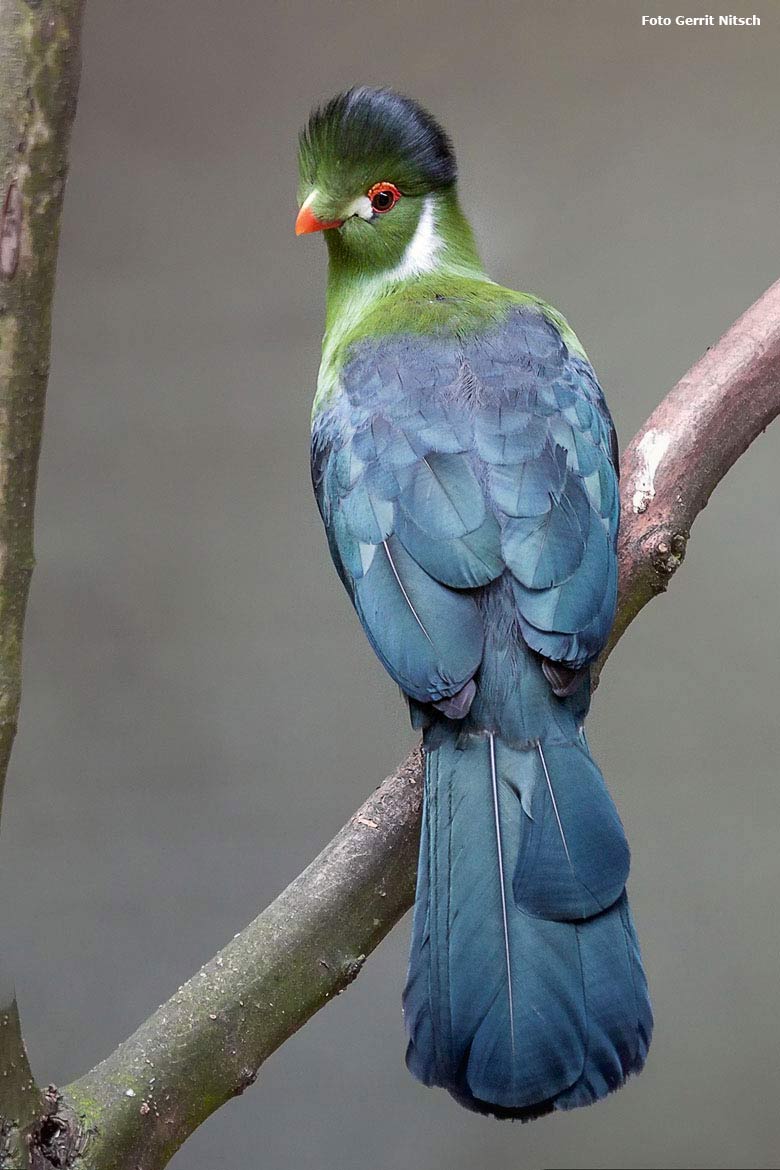 Weißohrturako am 12. Juni 2018 in der Außenvoliere am Vogelhaus im Grünen Zoo Wuppertal (Foto Gerrit Nitsch)