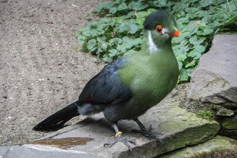 Weißohrturako in einer Außenvoliere am Vogel-Haus im Zoologischen Garten der Stadt Wuppertal